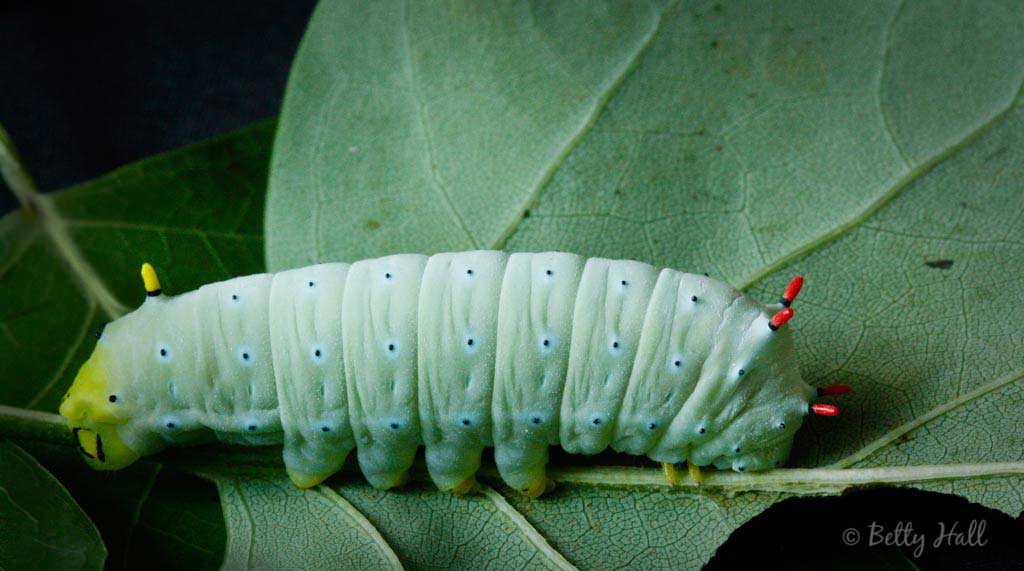 Two-inch Callosamia promethea Moth Caterpillar