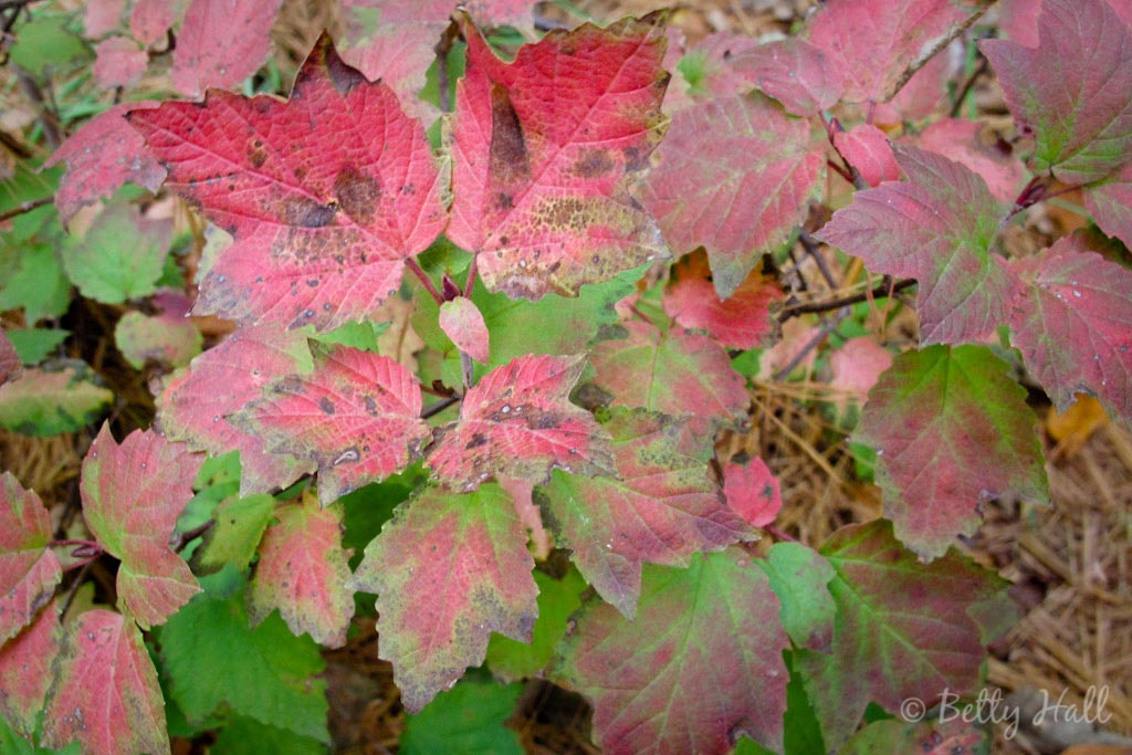 pink and green leaves of maple-leaf viburnum in October