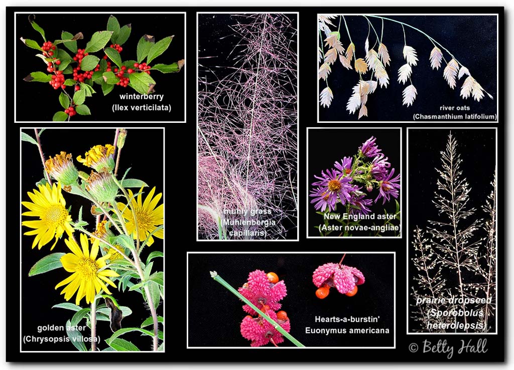 Collage of seven different September blooms, grasses, and berries