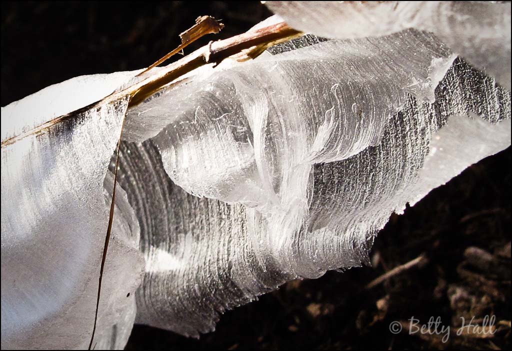 close-up of ice crystals on dittany plant