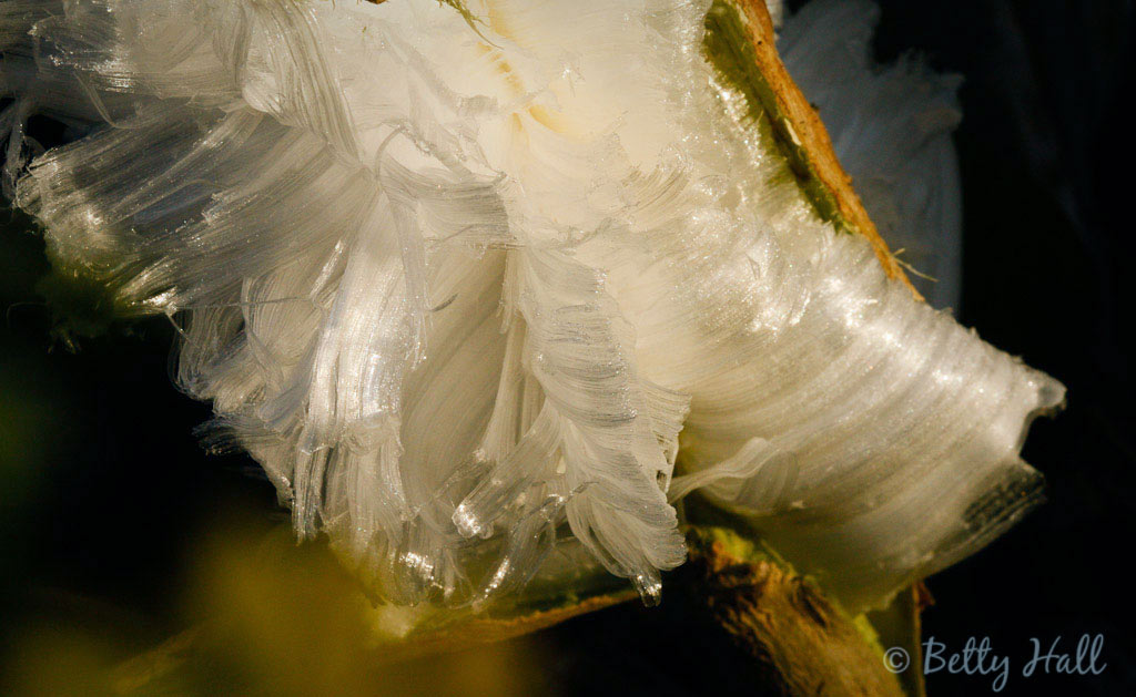 ice formation on frost flower