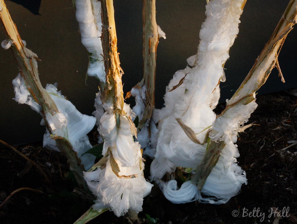 Ice crystals on  verbesina virginica