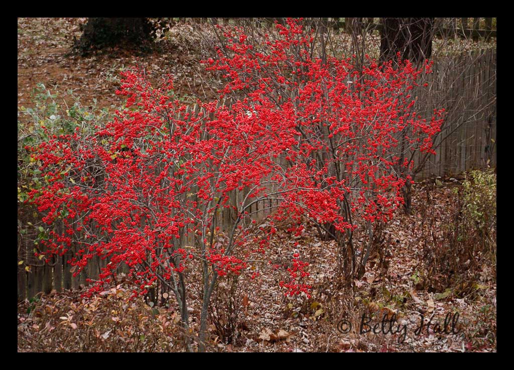 Winterberry shrubs with bright red berries