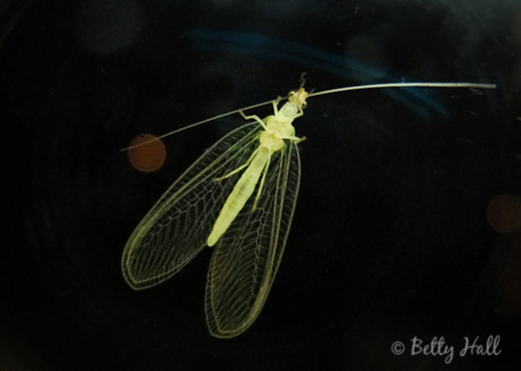 underside of green lacewing at window