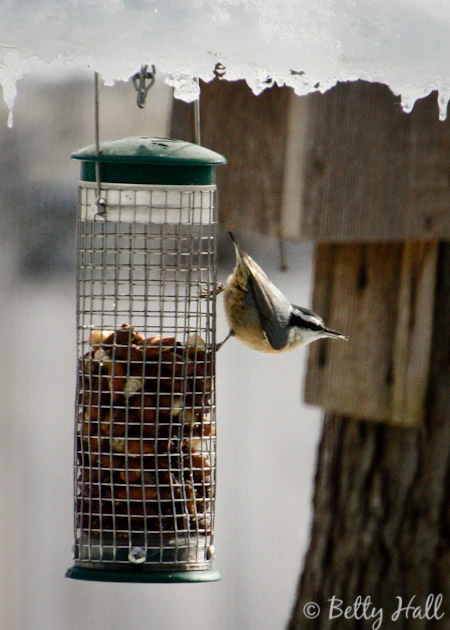 Red-breasted nuthatch at nut feeder