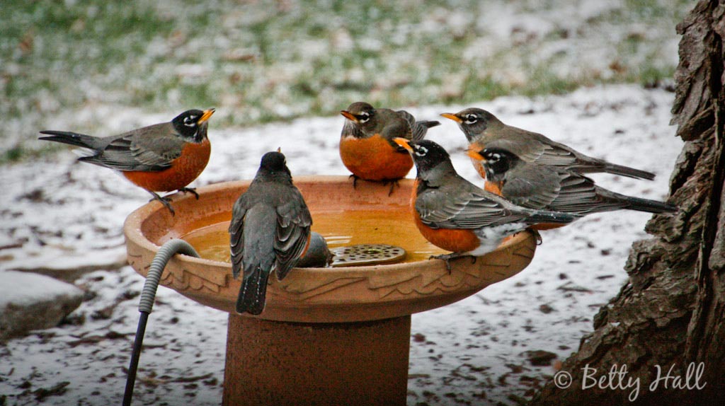 Six robins drinking at bird waterer on snowy morning