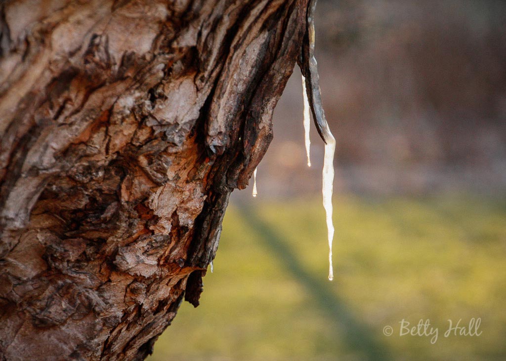 4-inch maple sap icicles hanging from tree
