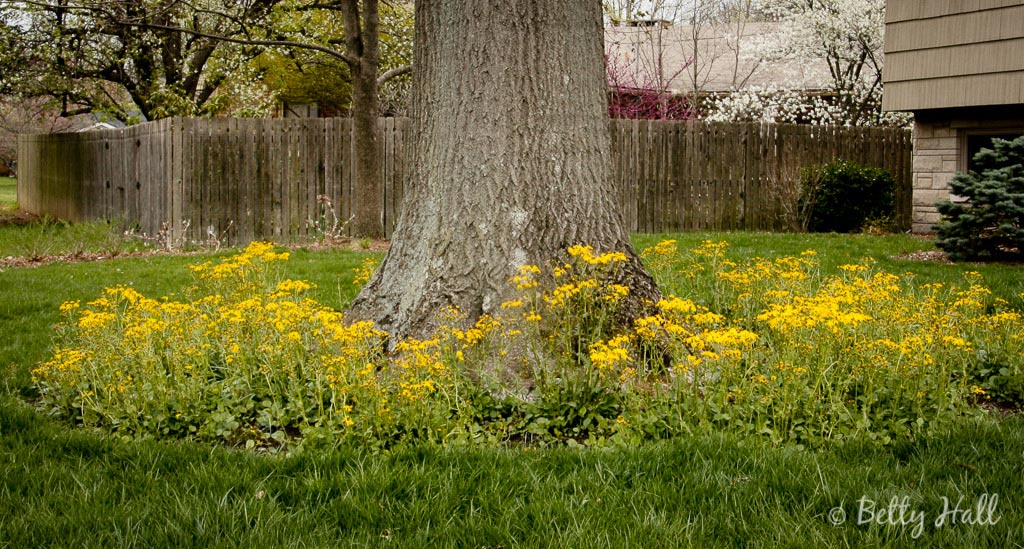 Golden-ragwort-blossoms-around-tree