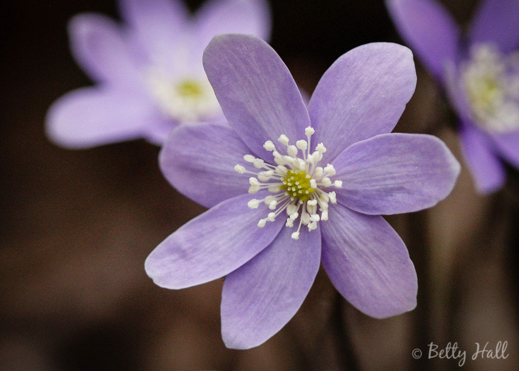 Hepatica blossom close-up