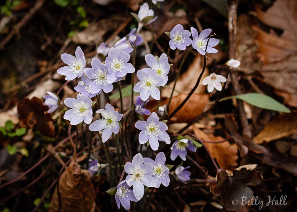 Hepatica blossoms