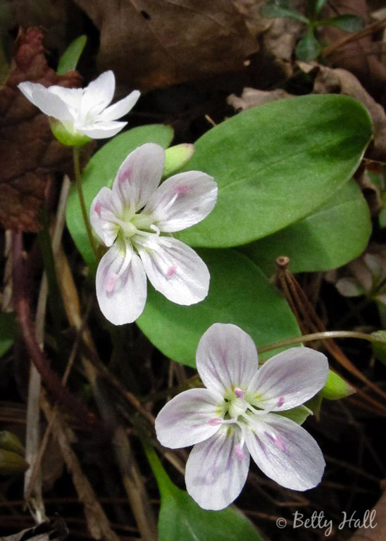 spring-beauty-blossoms