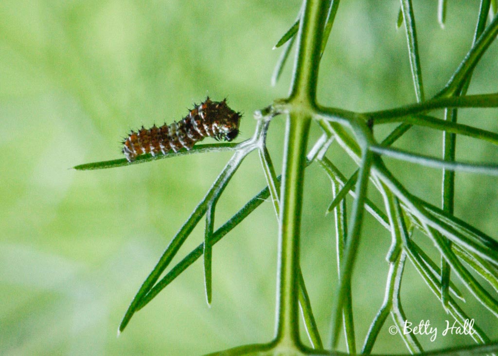 3 day-old Black Swallowtail Butterfly Caterpillar