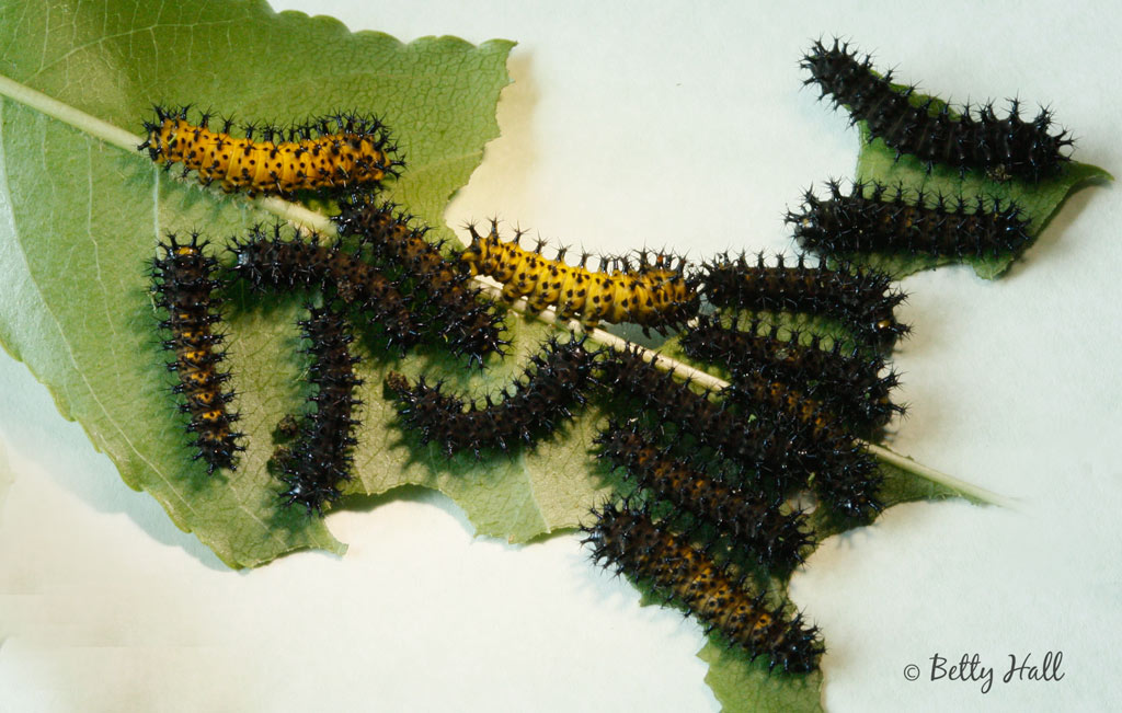 cecropia-moth-caterpillars-a-9-days