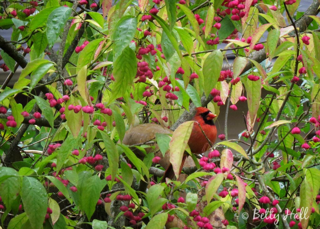 Cardinal in wahoo tree