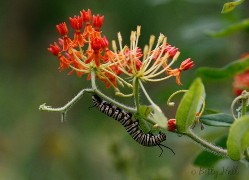 Monarch caterpillar on butterfly milkweed