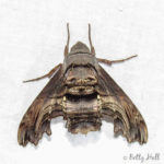 Abbott's Sphinx moth