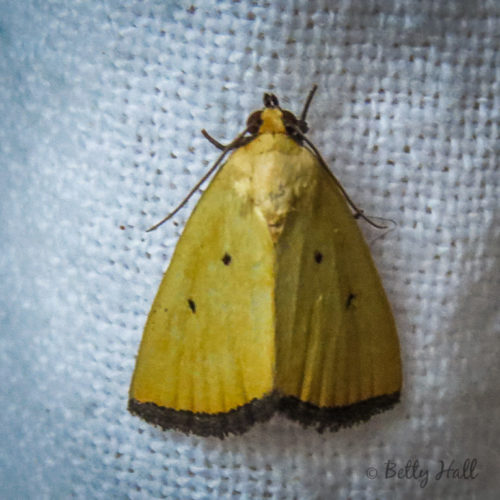 Black-bordered Lemon moth