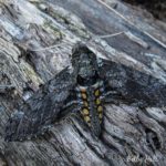 Five-spotted Hawkmoth