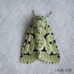 Green Marvel moth
