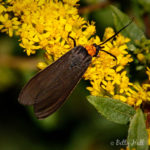 Yellow-Collared Scape Moth